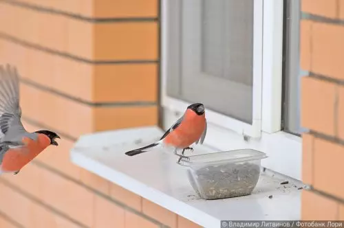 Отливы на пластиковые окна: виды, свойства, установка