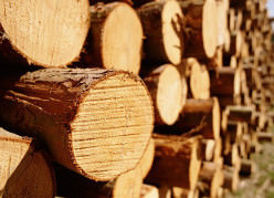 Хвойные породы древесины