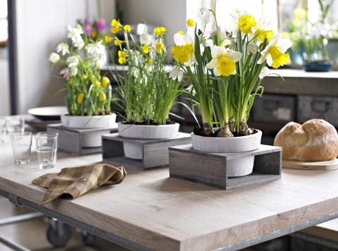 Весна в доме - живые цветы и прозрачные вазы