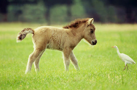 Карликовая лошадь фалабелла