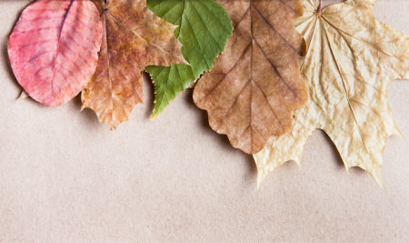 Осенние листья для коллажа