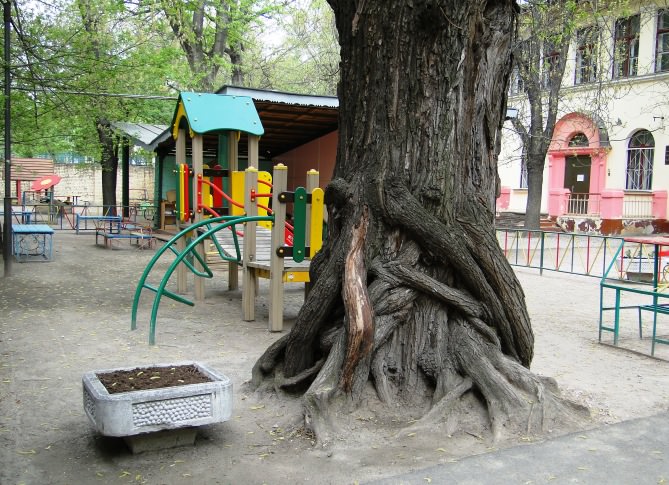 Старые деревья на детской площадке