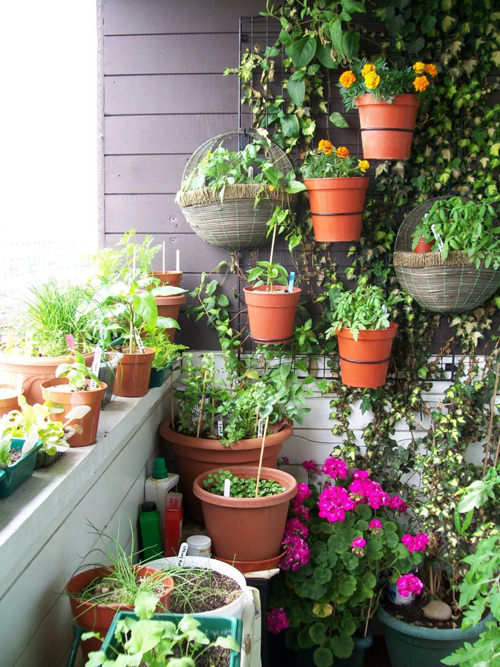 Оранжерея дома: пять комнатных растений, которые будут цвести и зеленеть зимой
