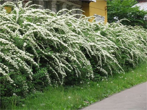 Подскажите, пожалуйста, какие быстроратущие растения посадить для создания живой изгороди на Урале?