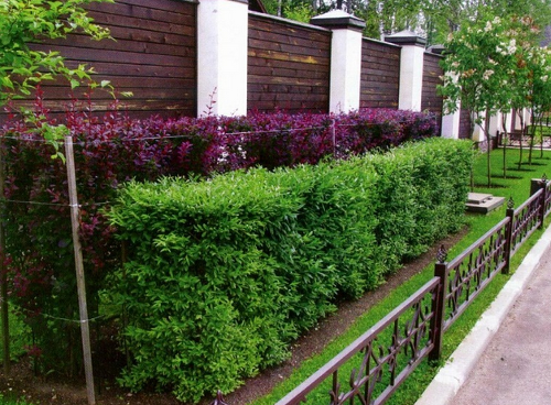 Скрыть некрасивый забор и спрятаться от соседей: 9 идей декорирования изгороди